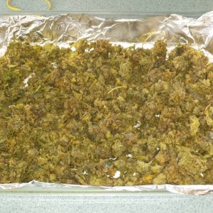 Trim and botrytis buds in drying pan