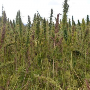 Hemp in Virginia - Laura Peters