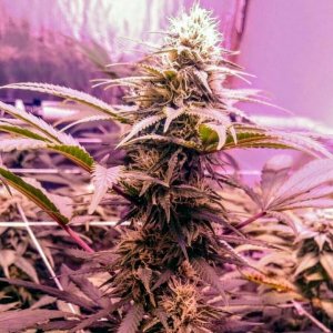 Holy Smoke female cannabiseeds regular seeds