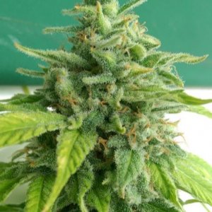 Holy Smoke female cannabiseeds regular seeds