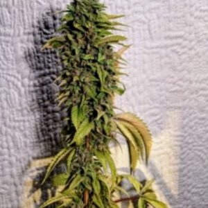 Holy Smoke female cannabiseeds regular seeds