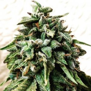 Holy Smoke female cannabiseeds regular seeds