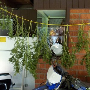 The Harvesting of Plant#1 in Planter#2