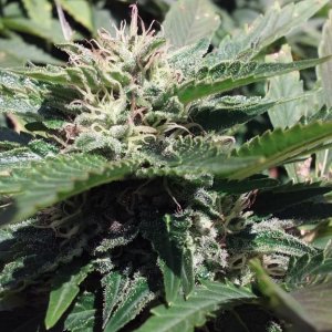 Borderliner Extreme cannabis strain 2017 photo 1