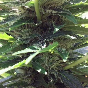 Borderliner Extreme cannabis strain 2017 photo 2