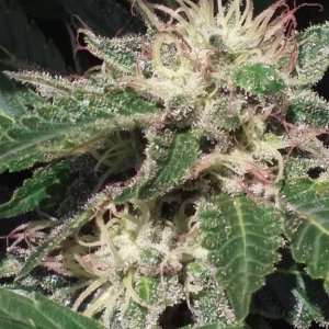 Borderliner Extreme cannabis strain 2017 photo 3