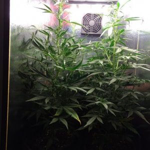 Candy Kush Grow