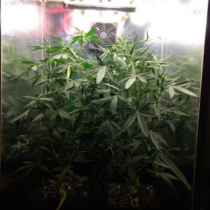 Candy Kush Grow