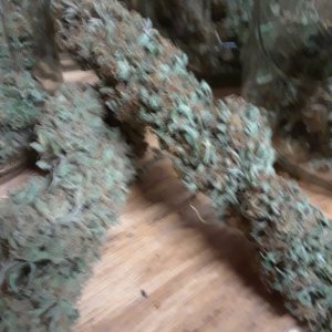 blurry_buds