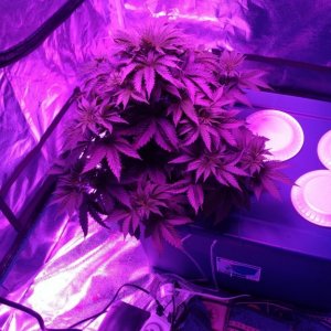 Northern lights just u dr 6 weeks from seed