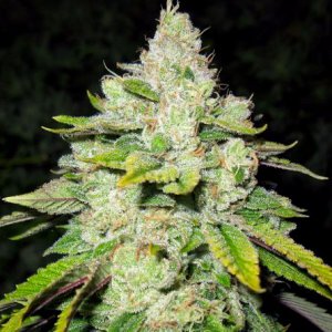 Gage Green Group - rare cannabisseeds on auction