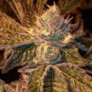 Gage Green Group - rare cannabisseeds on auction