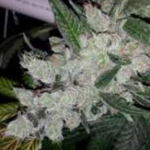 Gage Green Group - rare cannabisseeds on auction