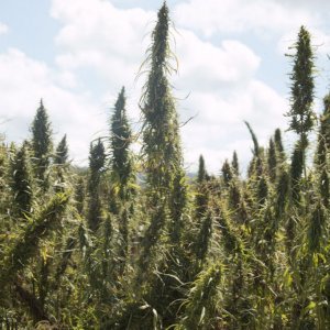 Hemp in Virginia - Will Camack