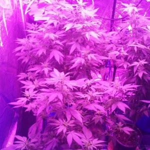 2nd cycle 3 og kush in hydro 1 in dirt and super skunk in dirt