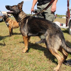 Police Dog - Saratoga County Sheriff's Office