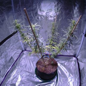 Nepalese Rocket - Vegetative Week 15