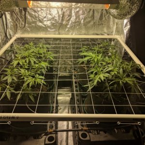 Scrog set up