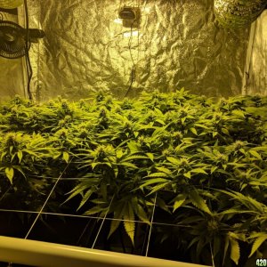 Scrog set up