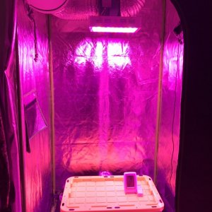 Grow room startup