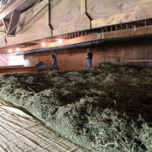 Hemp Harvest - IVERSON FAMILY FARMS