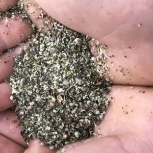 Hemp Seed Feed - Joel McCarthy