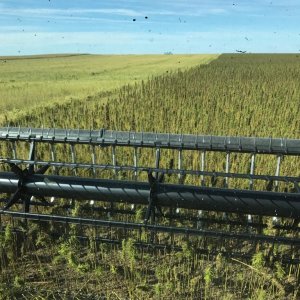 Hemp Combining - Jamie Edwards