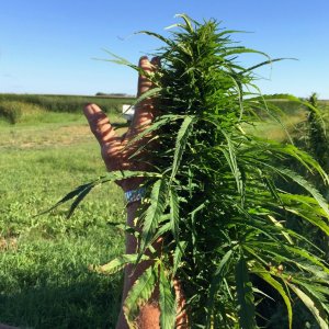 Hemp in North Dakota - Jamie Edwards