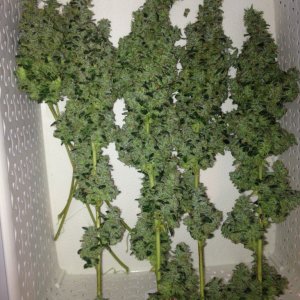 Liberty haze harvest