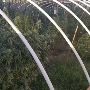 Greenhouse Grow - Tulare County Sheriff's Department