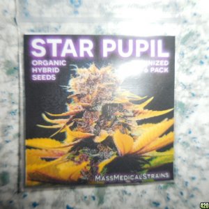 xxxxxxxxxxStar_Pupil_seeds_002