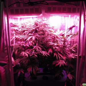 day 53 @ 12/12 under 252w of LED