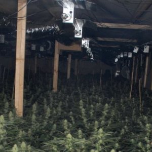 Indoor Grow - Northamptonshire Police