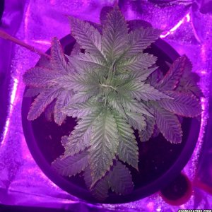 Big Bud Auto First Grow Update 1