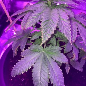 Big Bud Auto First Grow Update 1