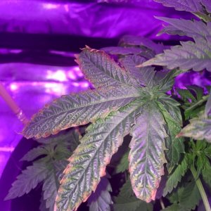 Big Bud Auto First Grow Update 1