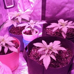 Mars 300 watt led grow