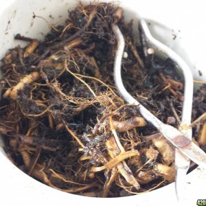 Roots and stems in the crock pot