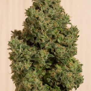 CBD cannabisseeds, female and regular