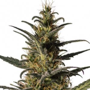 CBD cannabisseeds, female and regular