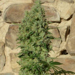 CBD cannabisseeds, female and regular