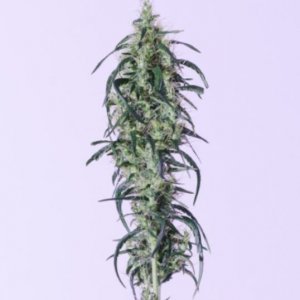 CBD cannabisseeds, female and regular