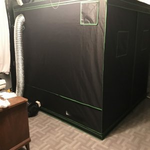 6.5x6.5x6.5 grow tent, two 600w lights