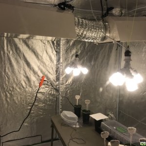 6.5x6.5x6.5 grow tent, two 600w lights