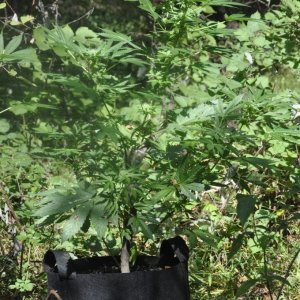 Update:  Outdoor Blue Dream