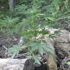 Update:  Outdoor Blue Dream