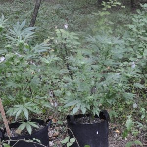 Update:  Outdoor Blue Dream