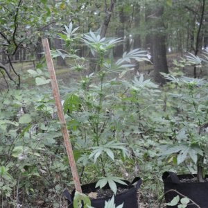 Update:  Outdoor Blue Dream