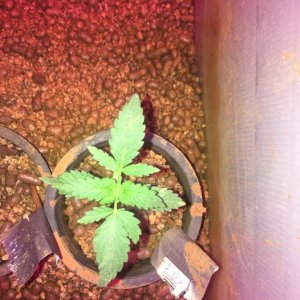White spots, Six shooter, 10 day old