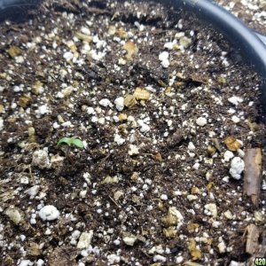 Seedlings 10/03 am